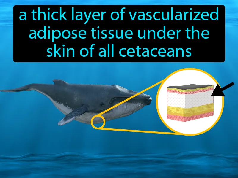 Blubber Definition Blubber Definition