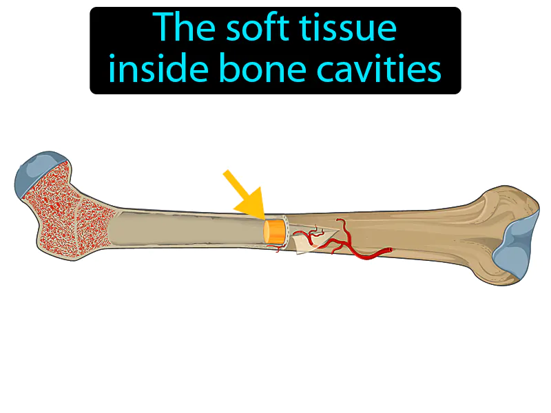 Bone Marrow Definition Bone Marrow Definition
