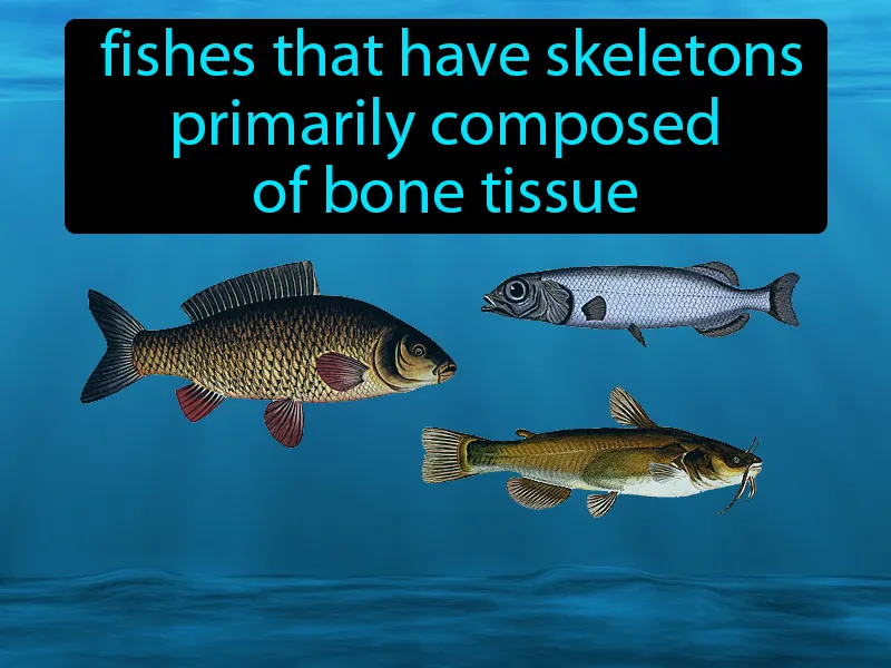 Bony Fishes Definition