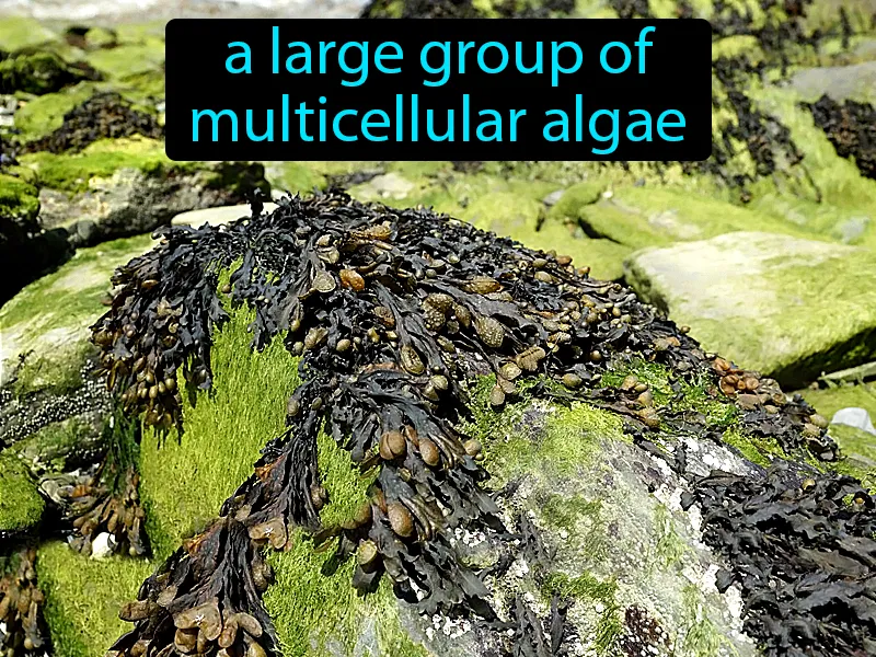 Brown Algae Definition Brown Algae Definition