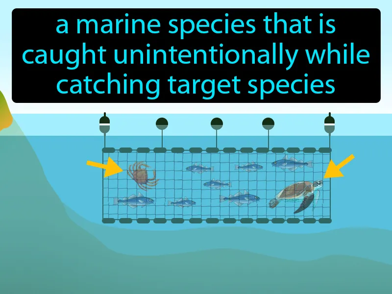 Bycatch Definition Bycatch Definition