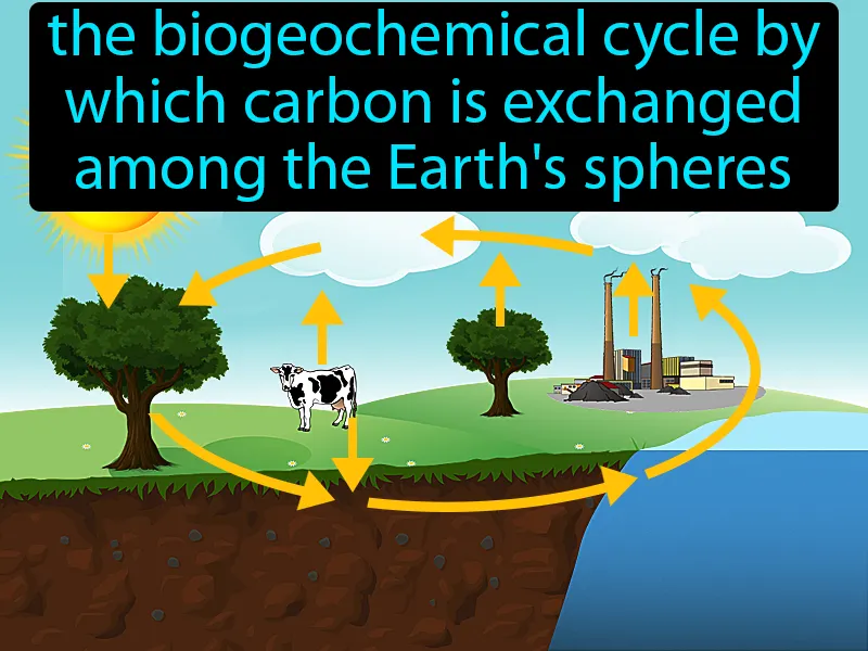 Carbon Cycle Definition