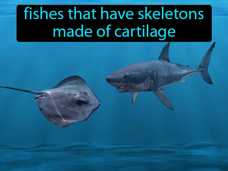 Cartilaginous Fishes Definition