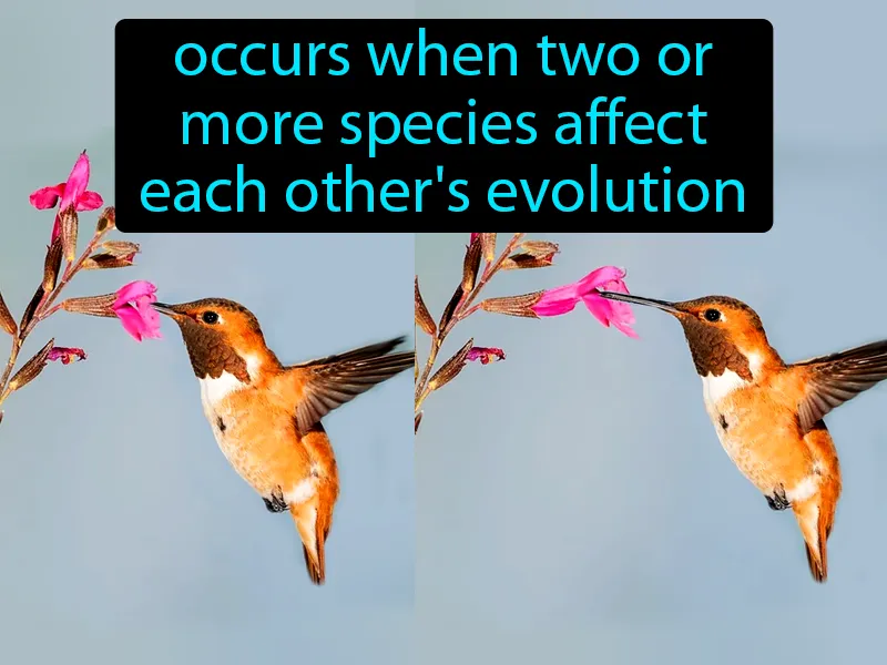 Coevolution Definition Coevolution Definition