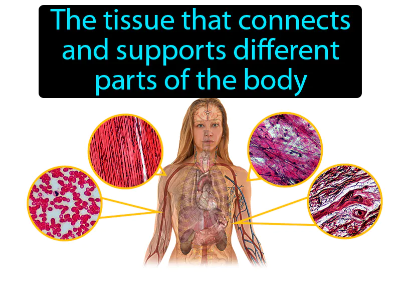 Connective Tissue Definition Connective Tissue Definition