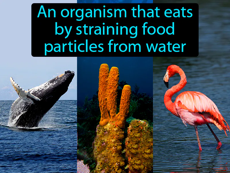 Filter Feeder Definition Filter Feeder Definition