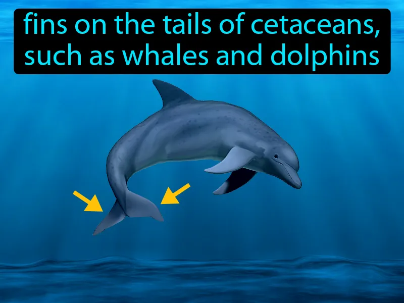 Flukes Definition Flukes Definition