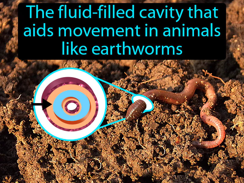 Hydrostatic Skeleton Definition