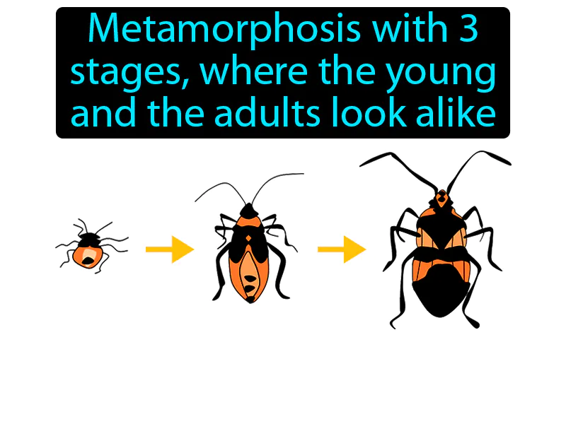 Incomplete Metamorphosis Definition Incomplete Metamorphosis Definition