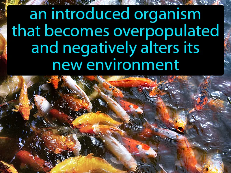 Invasive Species Definition