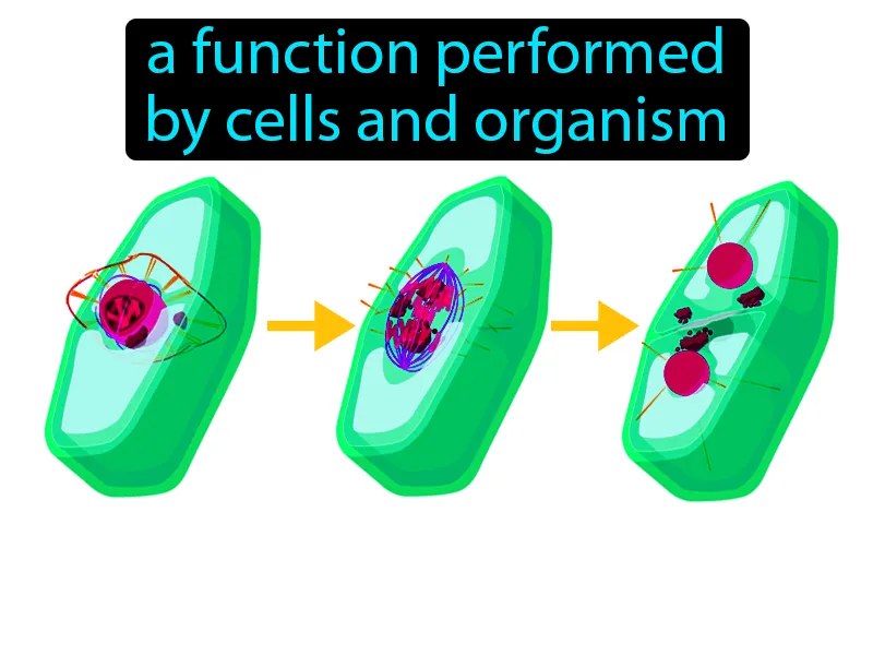 Life Activities Definition
