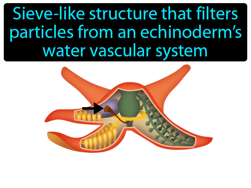 Madreporite Definition