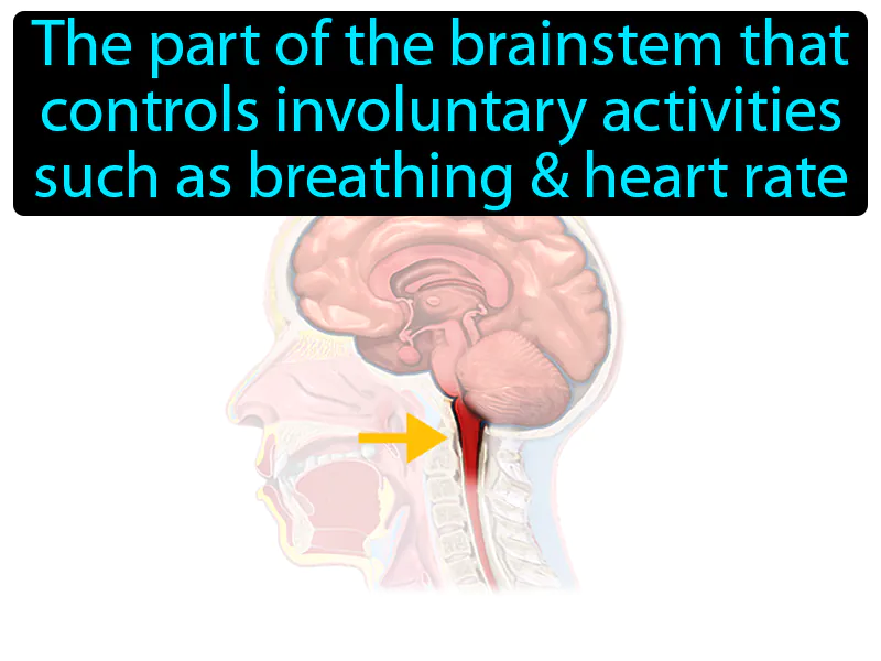 Medulla Oblongata Definition Medulla Oblongata Definition