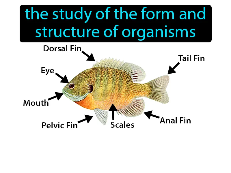 Morphology Definition