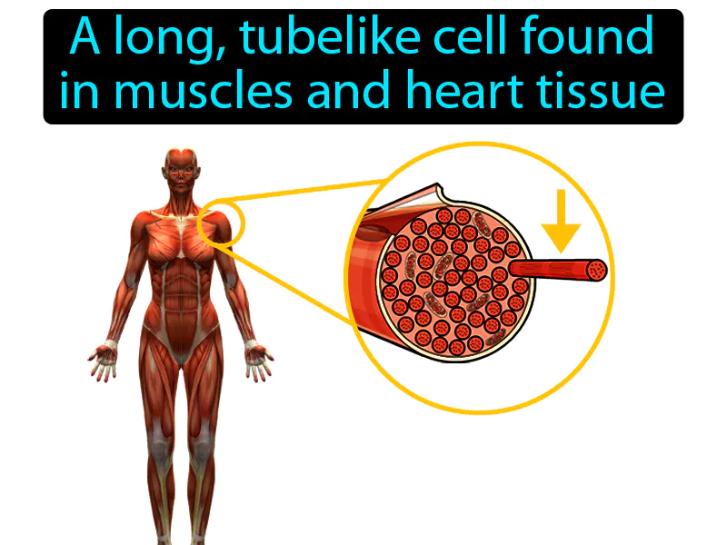 Muscle Fiber Definition Muscle Fiber Definition