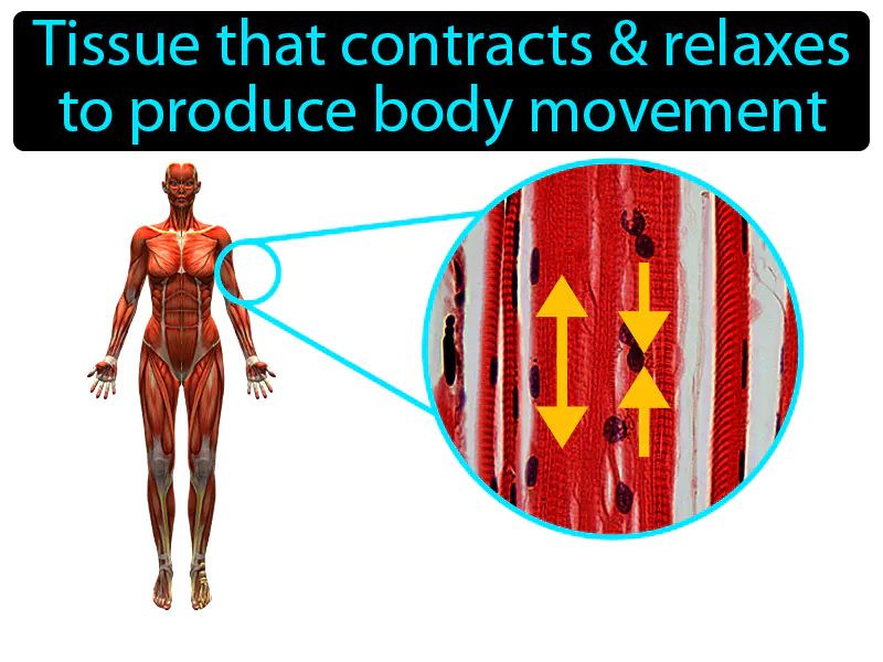 Muscle Tissue Definition Muscle Tissue Definition