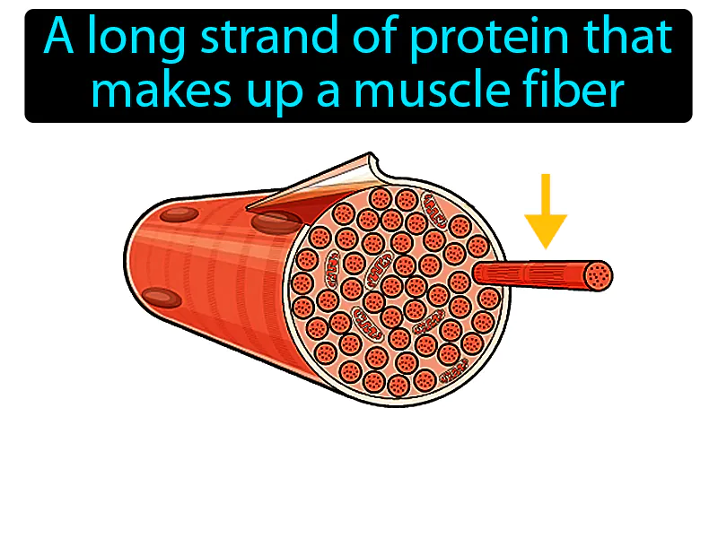 Myofibril Definition