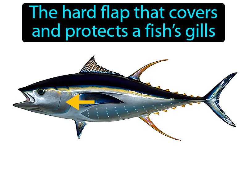 Operculum Definition