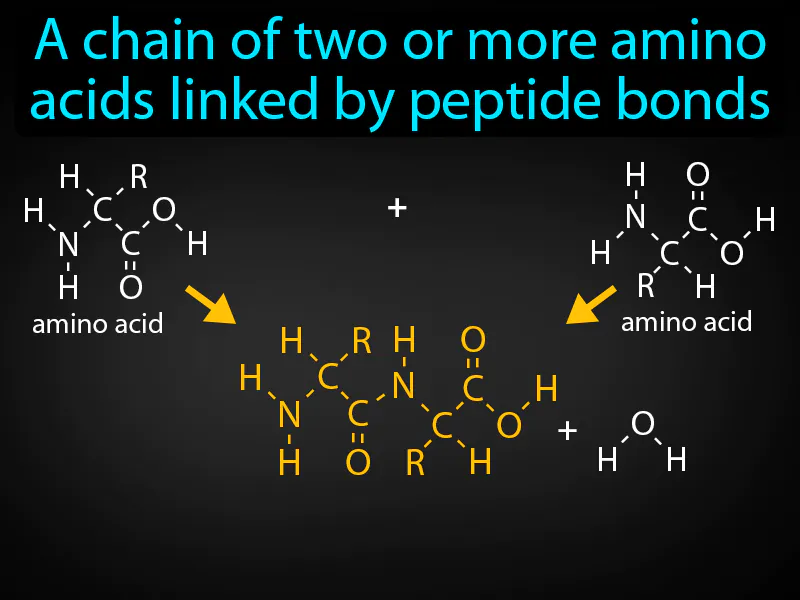 Peptide Definition Peptide Definition