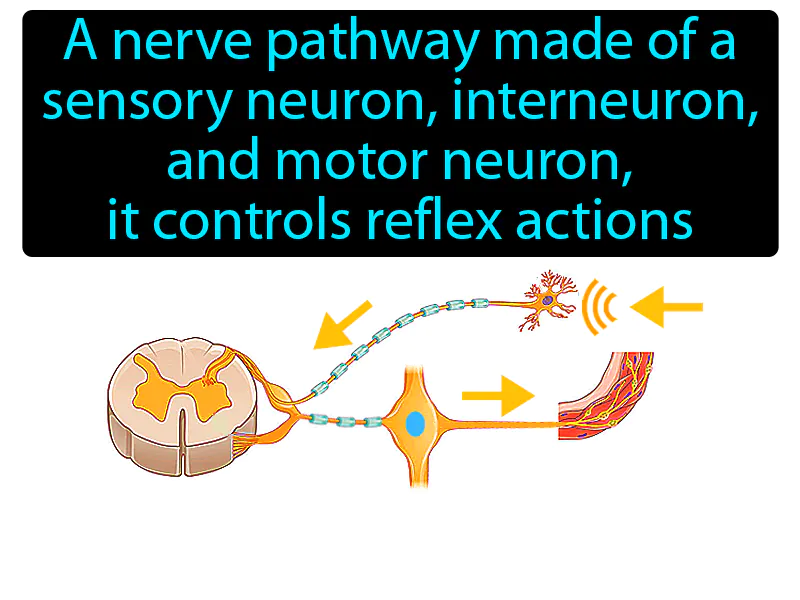 Reflex Arc Definition