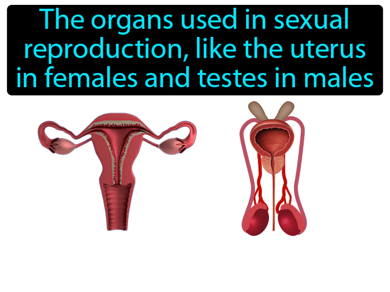 Reproductive System Definition Reproductive System Definition