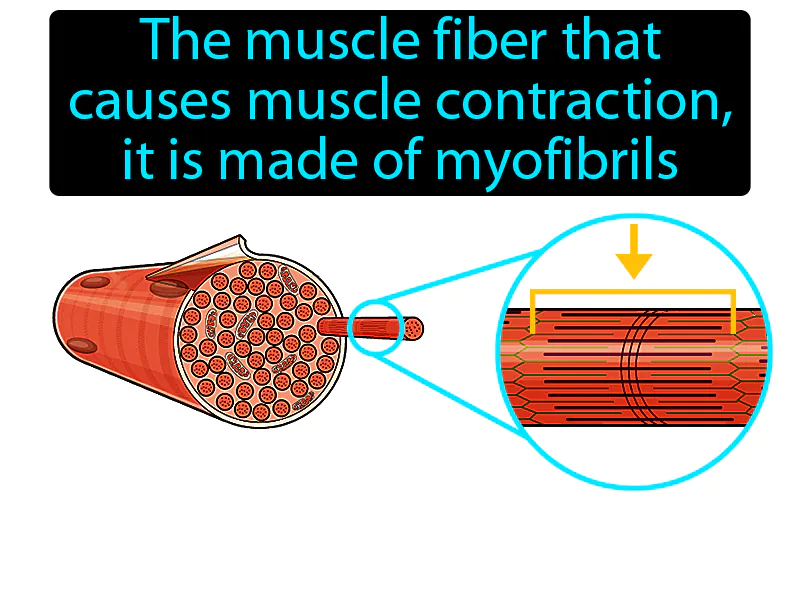 Sarcomere Definition Sarcomere Definition