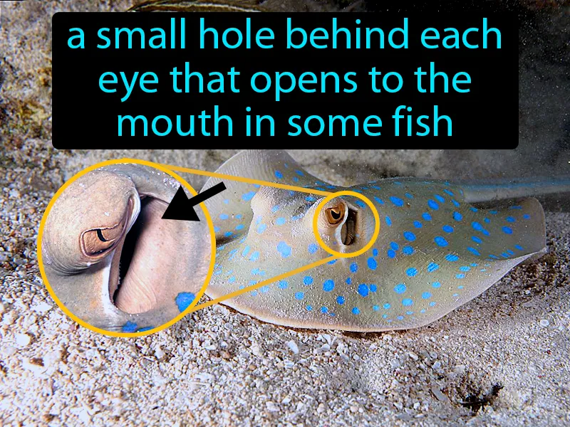 Spiracle In Fish Definition