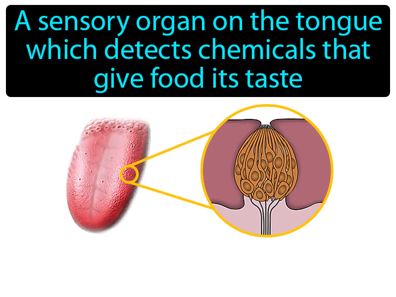 Taste Bud Definition