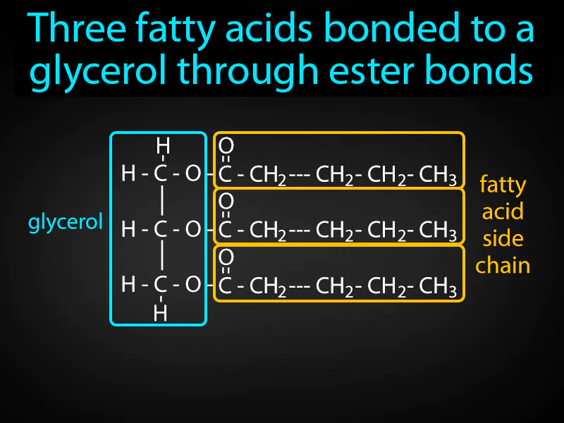 Triglyceride Definition Triglyceride Definition