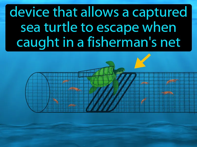 Turtle Excluder Device Definition Turtle Excluder Device Definition