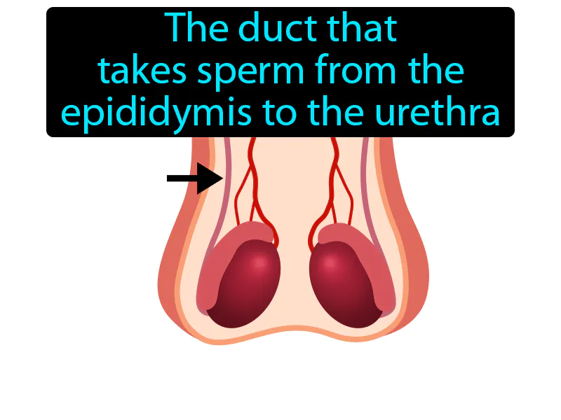 Vas Deferens Definition