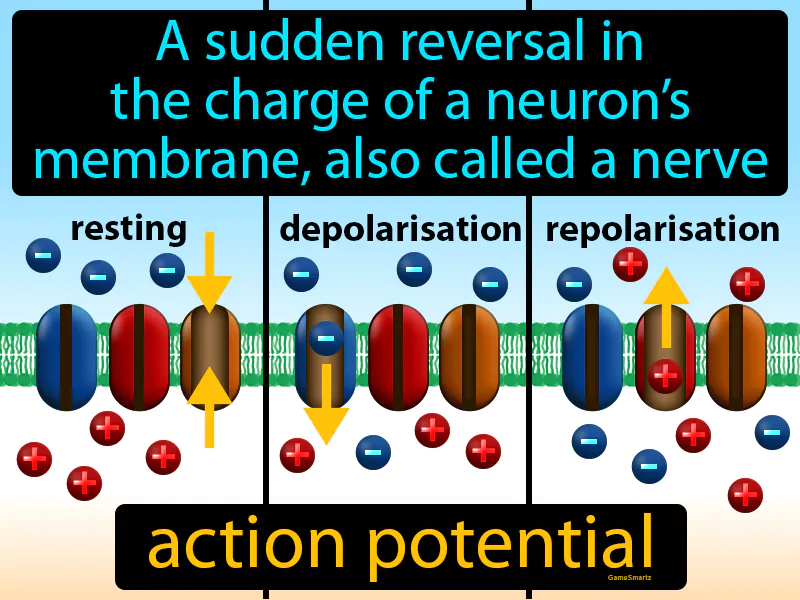 Action Potential Definition Action Potential Definition