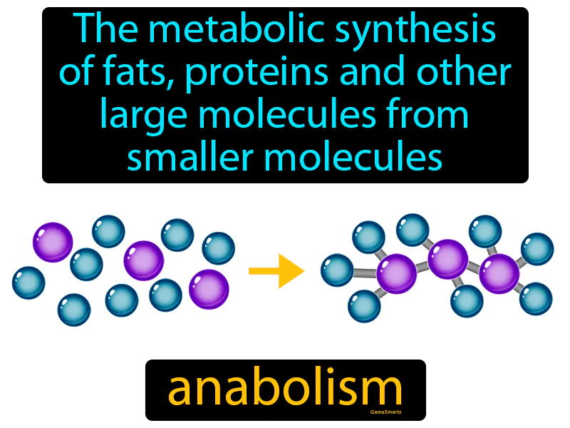 Anabolism Definition Anabolism Definition