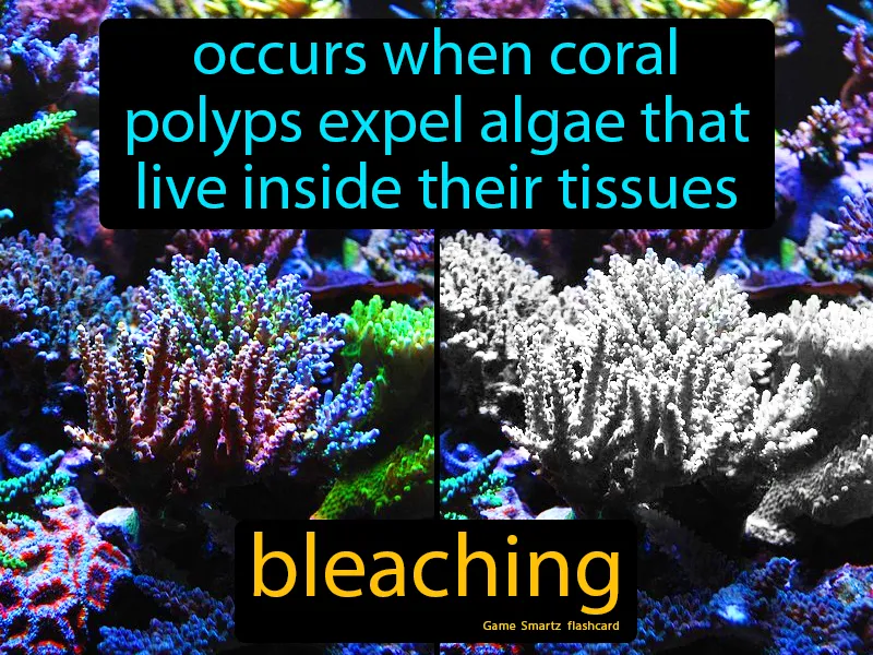 Bleaching Definition Bleaching Definition