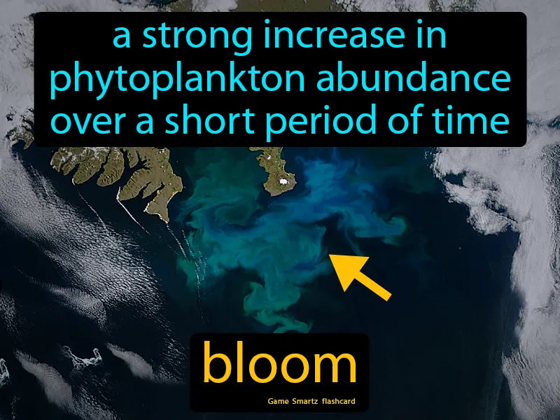 Bloom Definition Bloom Definition