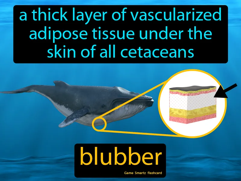 Blubber Definition Blubber Definition