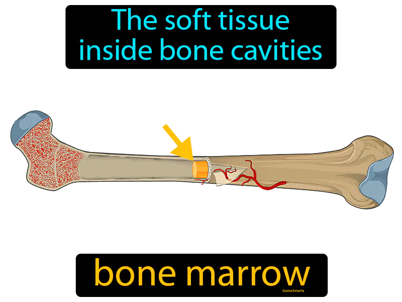 Bone Marrow Definition Bone Marrow Definition