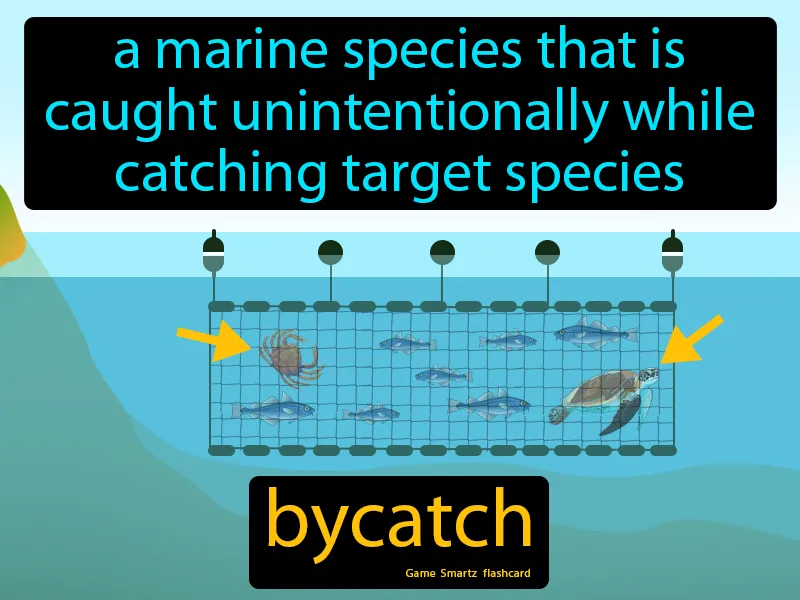 Bycatch Definition Bycatch Definition