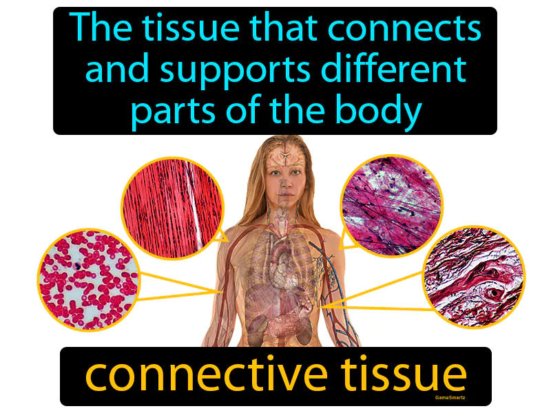 Connective Tissue Definition Connective Tissue Definition