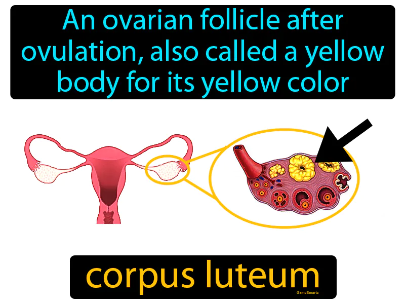 Corpus Luteum Definition Corpus Luteum Definition