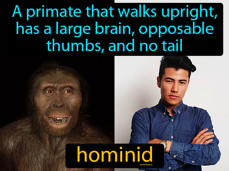 Hominid Definition Hominid Definition