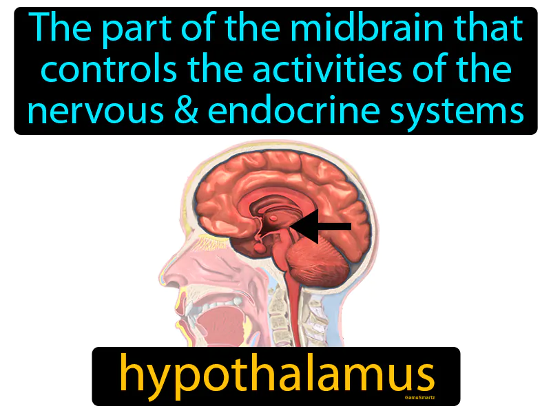 Hypothalamus Definition Hypothalamus Definition