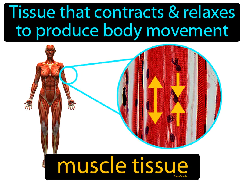 Muscle Tissue Definition Muscle Tissue Definition