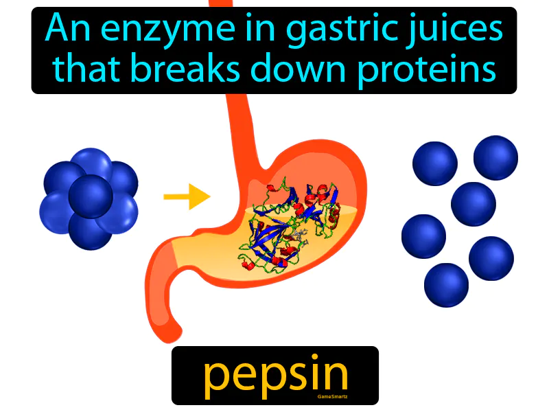 Pepsin Definition Pepsin Definition