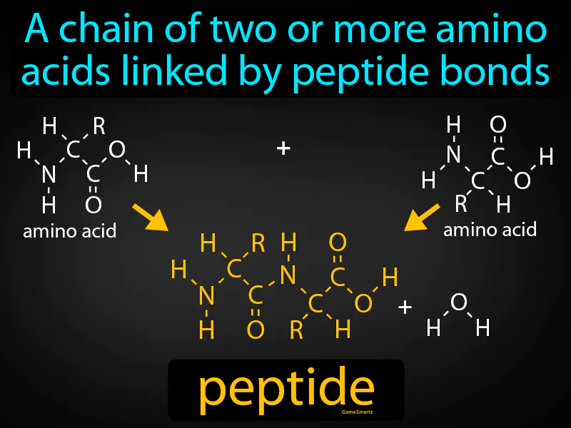 Peptide Definition Peptide Definition
