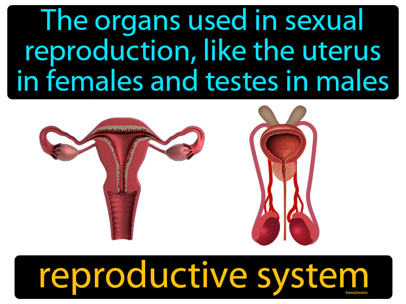 Reproductive System Definition Reproductive System Definition