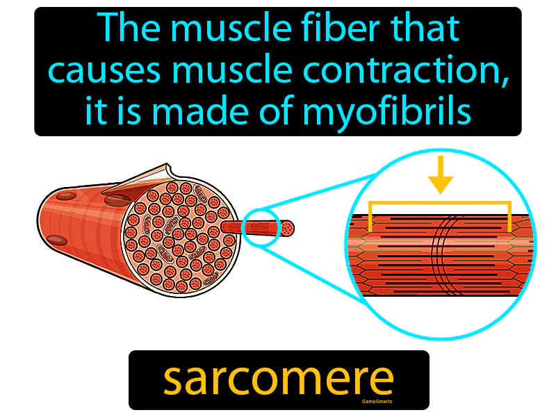 Sarcomere Definition Sarcomere Definition