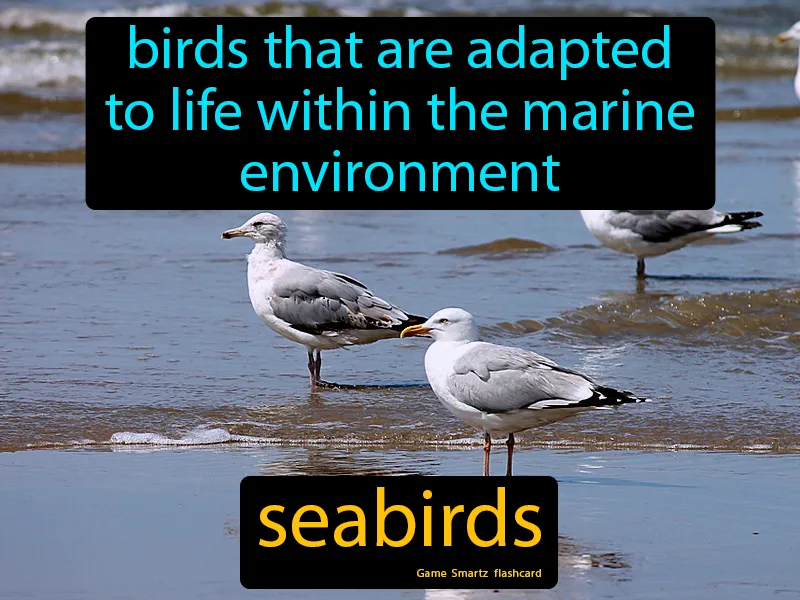 Seabirds Definition Seabirds Definition