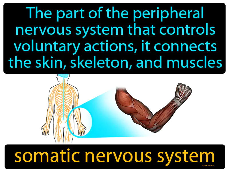 Somatic Nervous System Definition Somatic Nervous System Definition