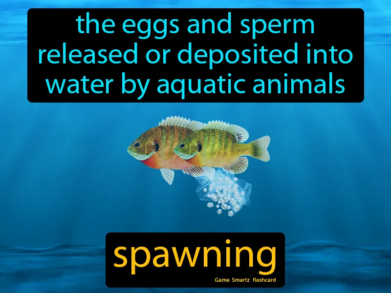 Spawning Definition Spawning Definition